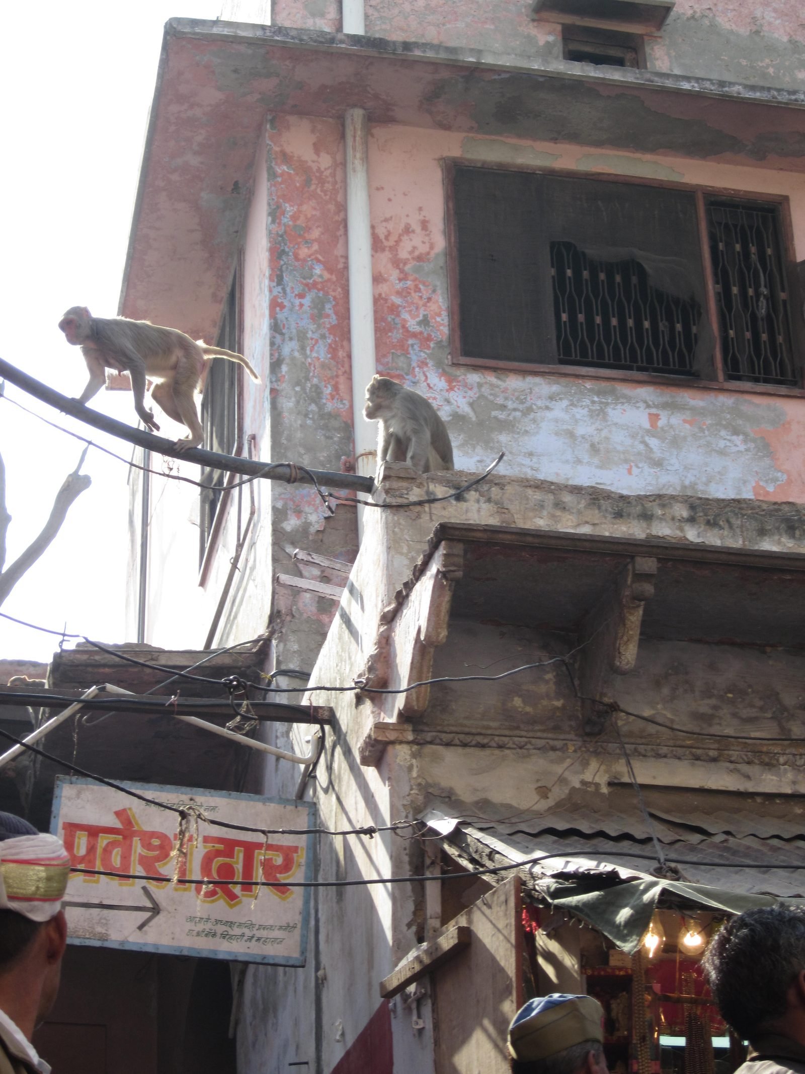 monkeys near Banke Bihari temple Vrindavan